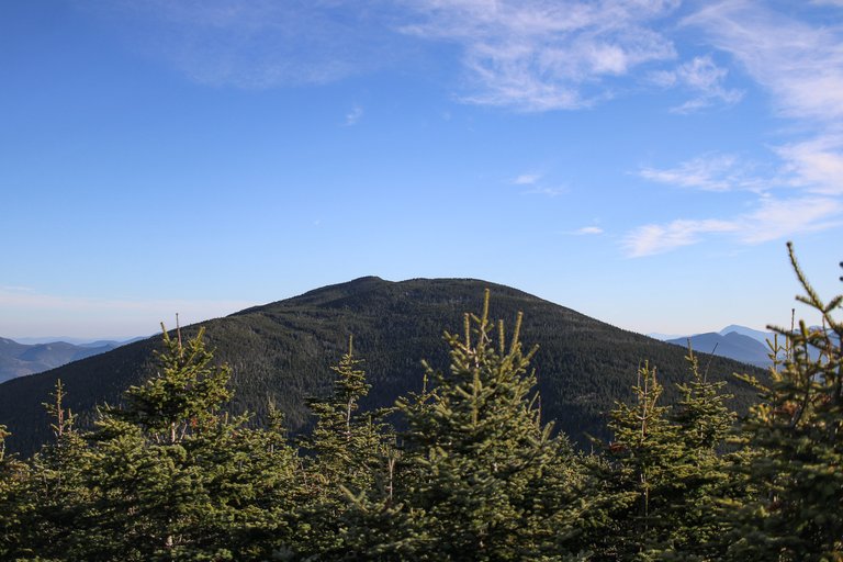 Mount Field summit view with evergreen trees and clear blue sky in White Mountains