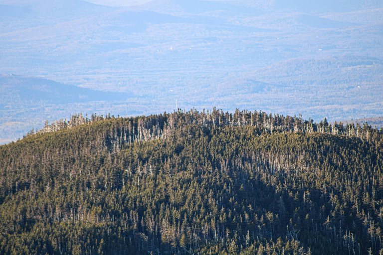 Mount Tom ridge covered in forest with soft afternoon sunlight in White Mountains