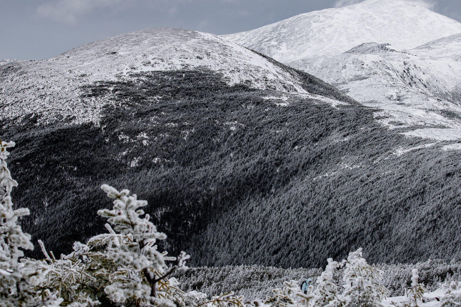 Snow-dusted pine branches with Mount Eisenhower ridge in background under cloudy sky