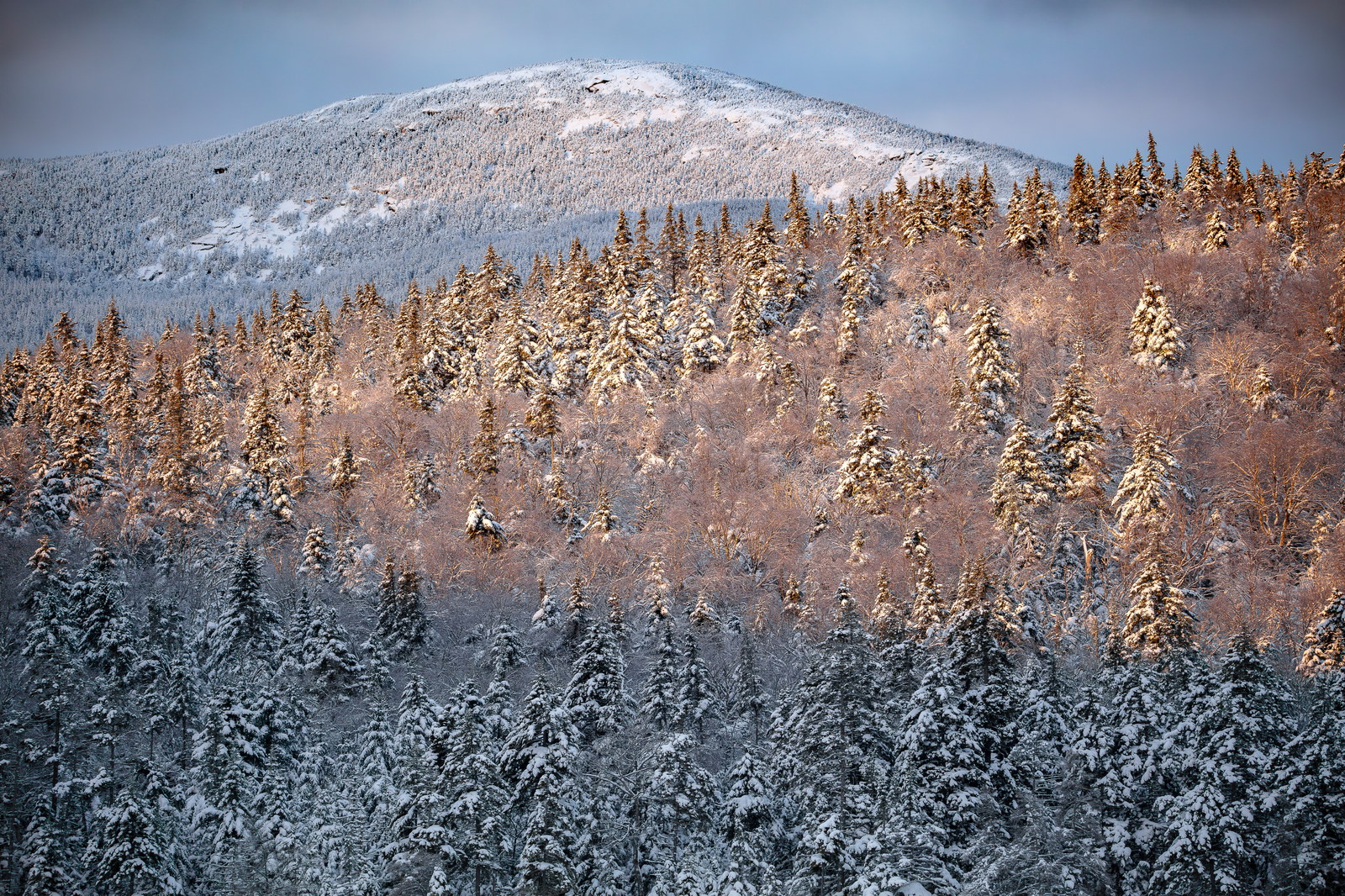 Snow-dusted trees glowing in morning light with North Kinsman Mountain in background
