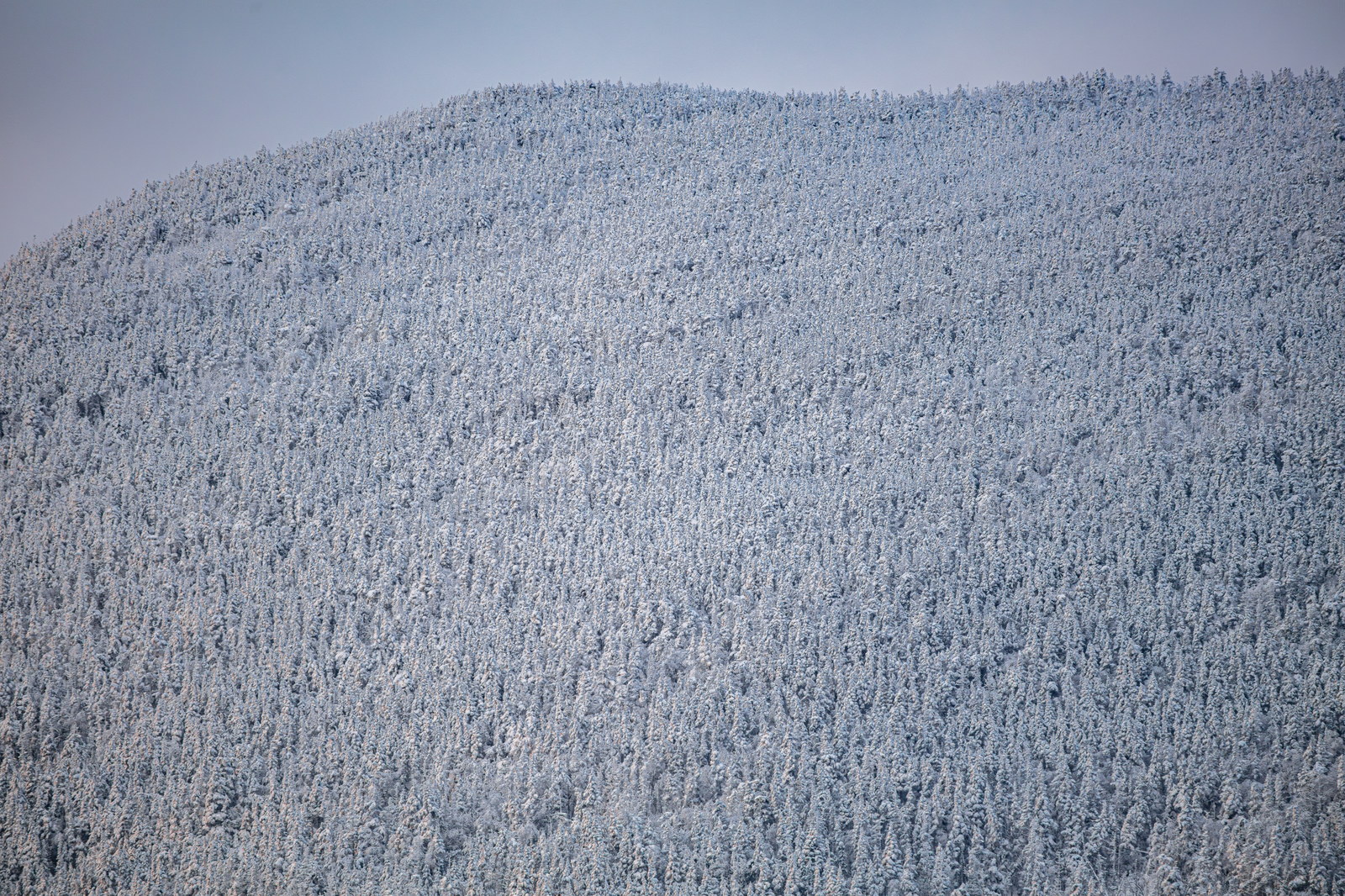 Snow-covered trees densely packed on South Kinsman Mountain in winter morning