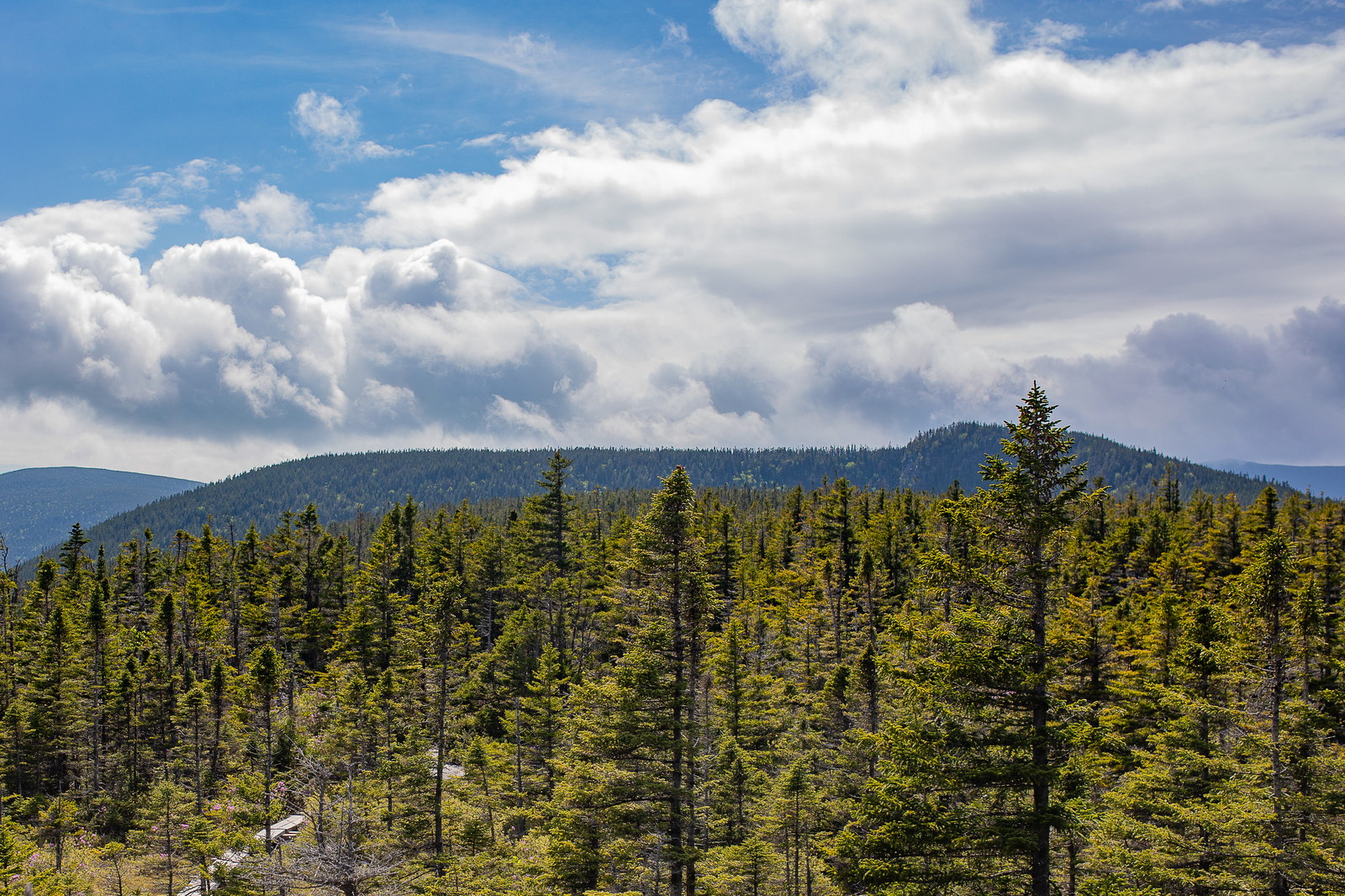 Evergreen forest with Zealand Mountain ridge under blue sky and white clouds in White Mountains, New Hampshire