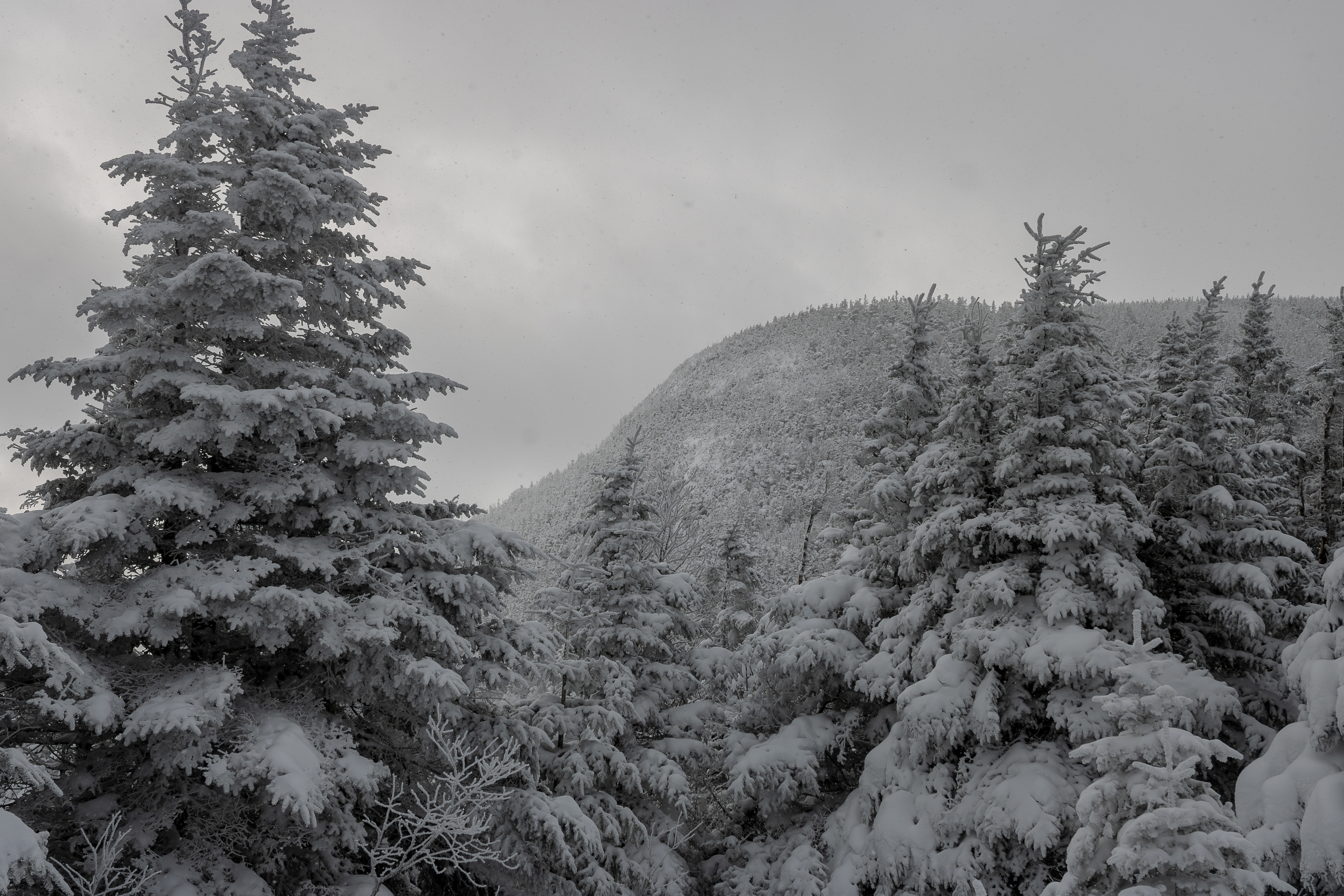 Snow-covered pine trees with Galehead Mountain summit in background under overcast sky