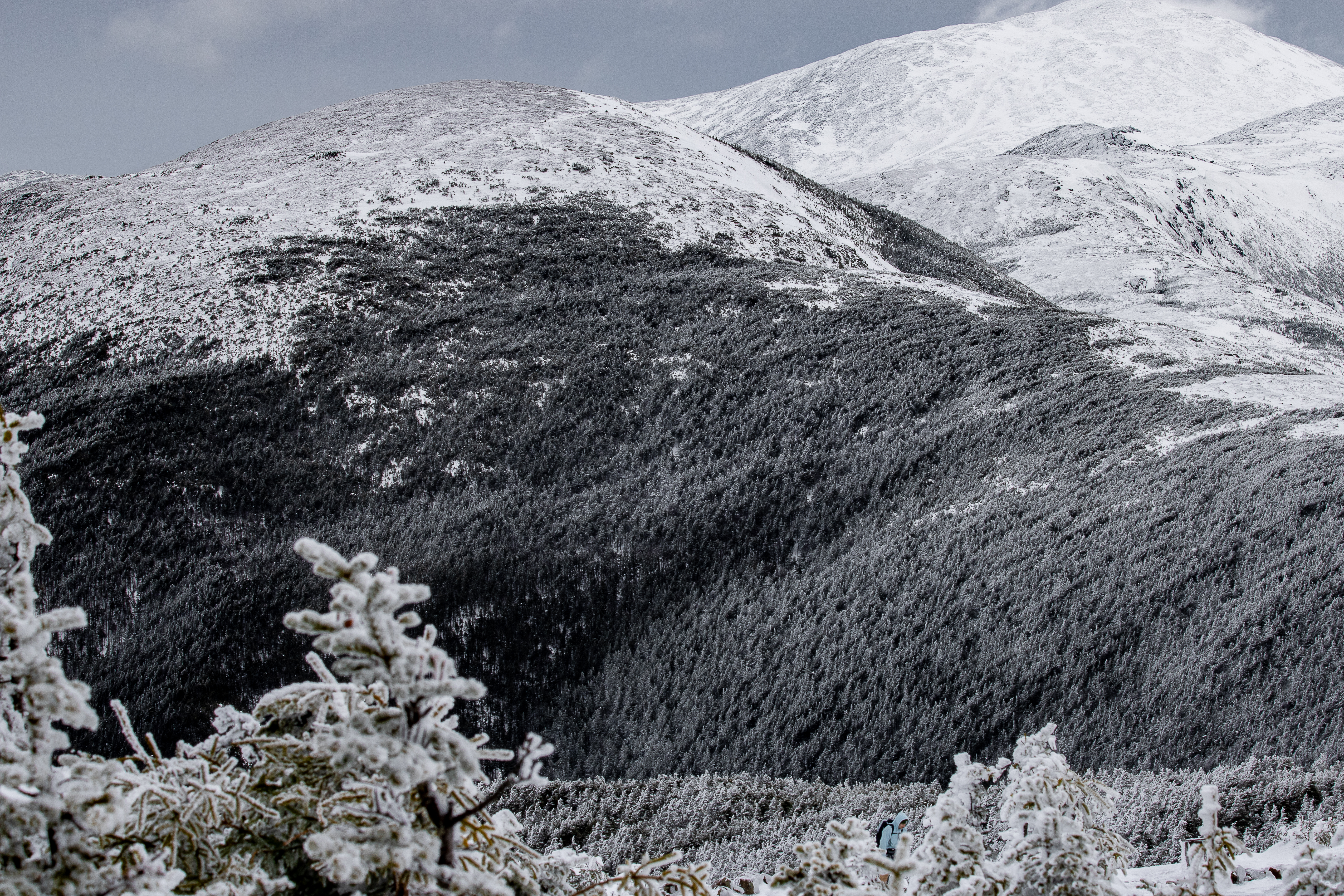 Snow-dusted pine branches with Mount Eisenhower ridge in background under cloudy sky
